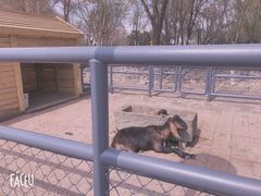 -长白岛森林公园