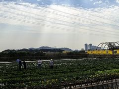 -长洲岛