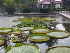 -石家庄市植物园