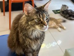 -平行世界·猫咖(首经贸店)
