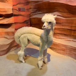 -酷嗒动物文化乐园(cutezoo西溪乐天城店)