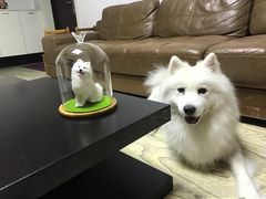 -熊小胖宠物生活馆(天华园店)