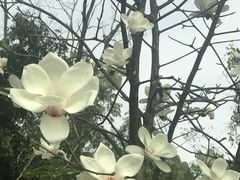-广州市流溪河国家森林公园