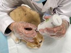 -利又安动物医院··老年病·猫科犬科·中兽医