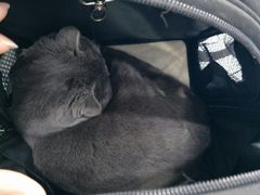 -伟伟宠物医院·CT影像中心·瑞派犬猫综合性门诊(汉口总院)