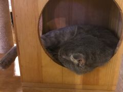 -喵园·猫主题咖啡厅·撸猫·猫咖(国贸店)