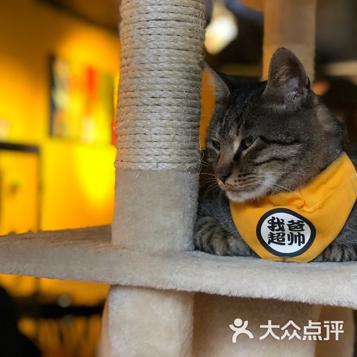 北海猫咖