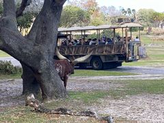 -奥兰多迪士尼动物王国乐园