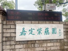 -嘉定紫藤园