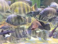 -上海海洋水族馆