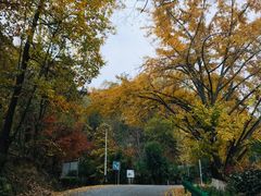 -千年银杏谷文化旅游区