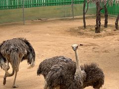 -西霞口神雕山野生动物世界