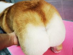 -宠福鑫康馨动物医院·骨科·眼科