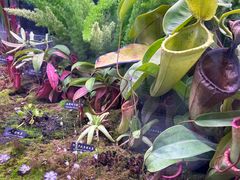 -中国科学院西双版纳热带植物园