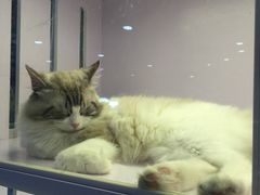 -喵的天空名猫咖啡馆·撸猫·猫舍·用品