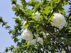 -大龙山(地铁站)