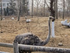 -大连森林动物园