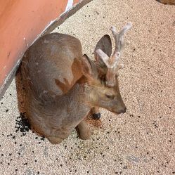 -Zoolung Zoolung动物主题公园(海信广场店)