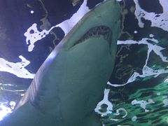 -悉尼海洋生物水族馆