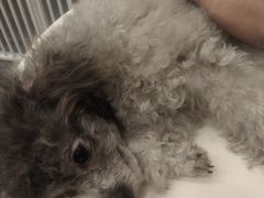-有喵·猫咖·狗咖·30几只猫10只小狗(岗厦店)