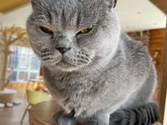 -猫的茶·猫咖