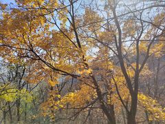 -阳台山自然风景区