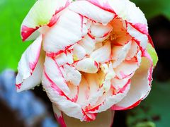 -陈家山荷花公园