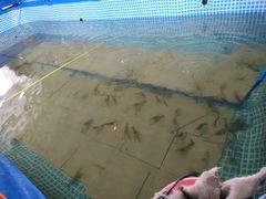 -小象钓虾·营地烧烤(洛溪店)