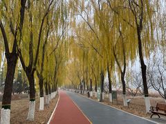 -大兴滨河森林公园