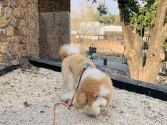 -J Create城市露营咖啡·简餐·宠物(上海动物园店)