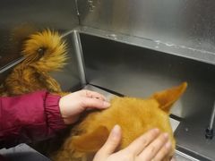 -圣宠动物医院·犬猫专科·影像中心·外科中心