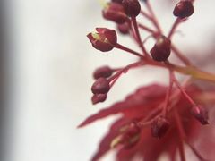 -黎阳老街