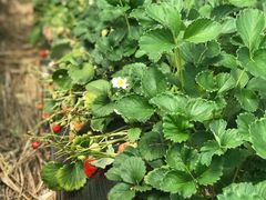 -昌平兴寿秀秀草莓采摘园