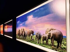 -罗红摄影艺术馆