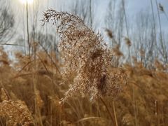 -野鸭湖国家湿地公园