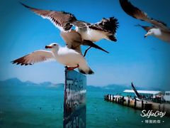-海驴岛(荣成市)