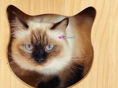 -猫的茶·猫咖