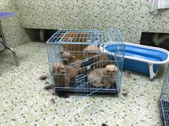 -瑞鹏宠物医院华南总院·夜诊·心脏科·骨科