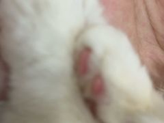 -楼上猫咖(罗湖店)