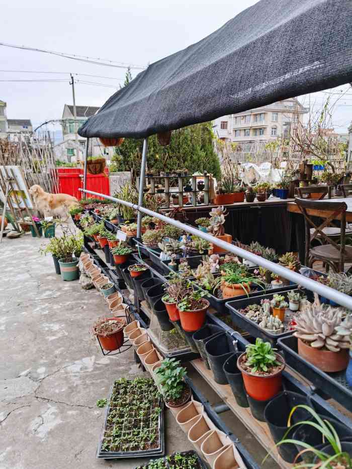 七都花空间-"羊肠小道通底的是一家有味道的小店.满园的.