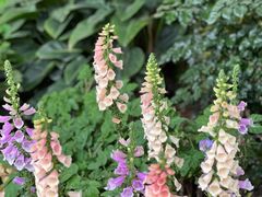 -中国科学院华南植物园