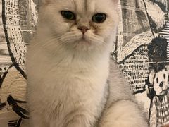 -猫小院猫主题餐厅(三里屯店)