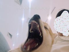 -柴源莊·柴小宠柴犬咖啡