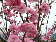 -天适樱花悠乐园