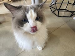 -藏猫猫咖啡主题馆(中央大道店)