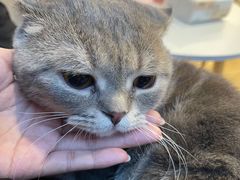 -猫咪派对(江南西店)