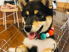 -豆柴町-柴犬主题狗咖(红鼎国际C座店)