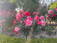 -顾村公园
