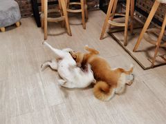 -柴犬高等学院·狗咖·柴犬售卖·宠物训练