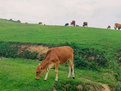 -大姆山草场